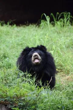 Indian bear is looking at the camera Stock Photos