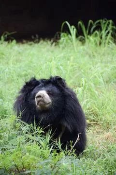 Indian bear is looking at the camera Stock Photos