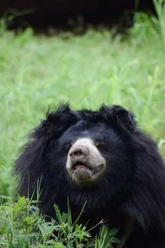 Indian bear is looking at the camera Stock Photos