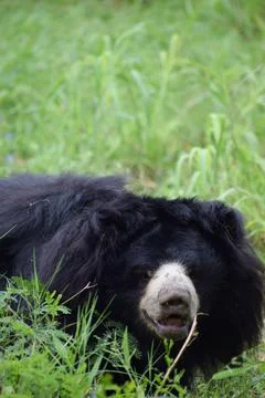 Indian bear is looking at the camera Stock Photos
