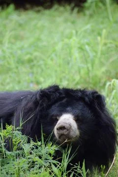 Indian bear is looking at the camera Stock Photos