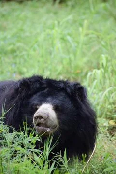 Indian bear is looking at the camera Stock Photos