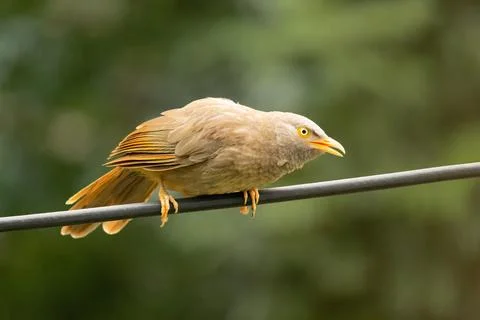 Indian bird Stock Photos