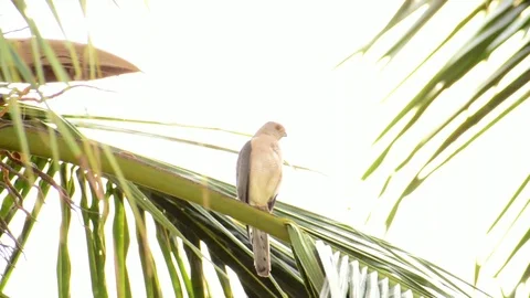 Indian bird sitting on a coconut tree Stock Footage 108727347