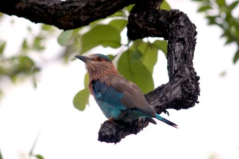 Indian bird on tree Фото