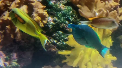 Indian Bird Wrasse Gliding Through Water – 4K Video Stock Footage 333005177
