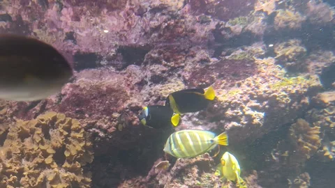 Indian Bird Wrasse Gliding Through Water and Angelfish– 4K Video Stock Footage 333648870