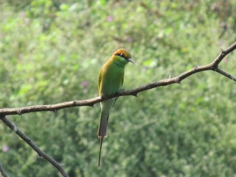 Indian birds Stock Photos