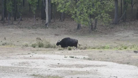 Indian Bison grazing in the fields of the Kanha National Park, Madhya Pradesh Stock Footage 206690260