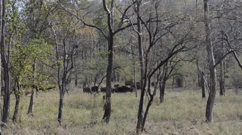 An Indian Bison herd from a Jeep Stock Footage 36794162