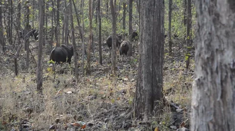 Indian Bison walking away Stock Footage 36793766