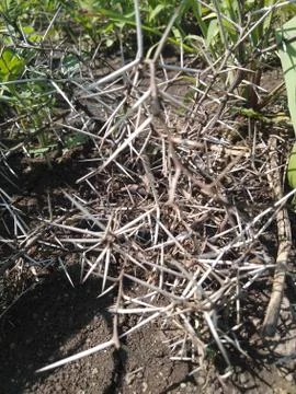 Indian Bite Stock-Fotos