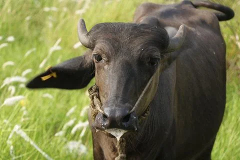 Indian black beef with ear stud on grass field Stock Photos