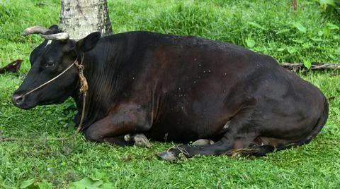Indian black beef with ear stud on grass field Stock Photos