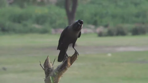 Indian Black Crow Stock Footage 24813184