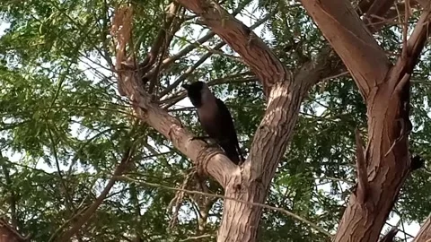 Indian Black Crow  Stock Footage 169834657