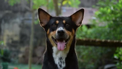 Indian black dog looking at the camera and breathing heavily keeping his tong Stock Footage 131078213