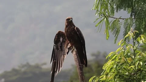 An Indian Black Kite drying its wing feathers after the rains Stock-Footage 237374824