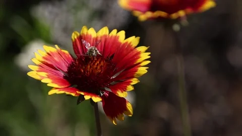 Indian Blanket Flower with Bee Pollinating in Slow Motion Stock Footage 134440040