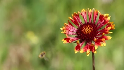 Indian Blanket Flower with Pollinating Bee in slow motion Stock Footage 134440096