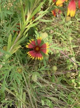 Indian Blanket Foto stock