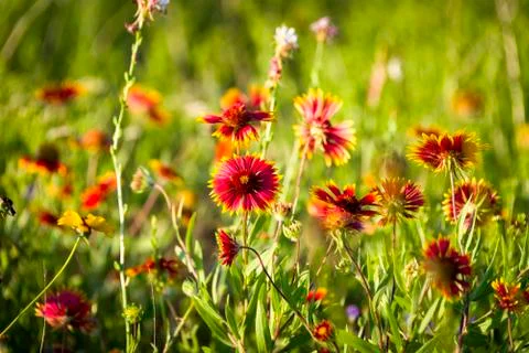 Indian Blankets Foto stock