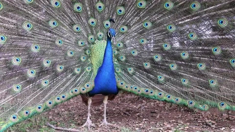 Indian blue peacock strolls through the park spreading his beautiful tail. slow Stock Footage 198984645