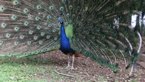 Indian blue peacock strolls through the park spreading his beautiful tail. slow Stock Footage 201417847