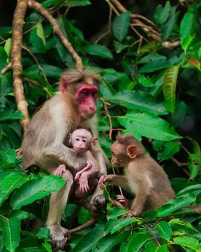 Indian bonnet macaque monkey mon caring baby at the tree branch Stock-Fotos