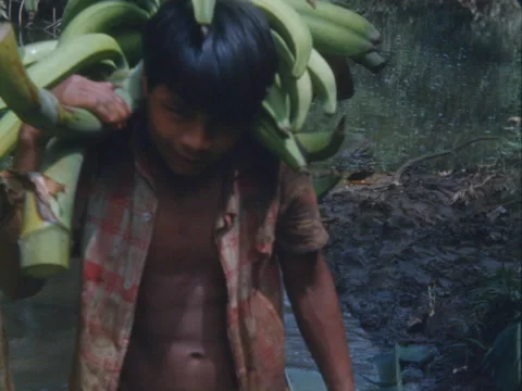 Indian boy carries a stalk of platanos on his shoulder. Stock Footage 147282425