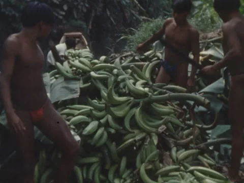 Indian boys remove leaves which protected pile of platanos, Stock Footage 147901764