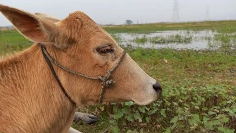 An Indian breed cow from a close-up view Stock Footage 231556262