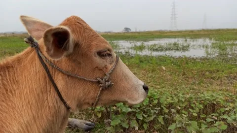 An Indian breed cow from a close-up view Stock Footage 231556278