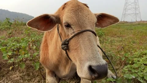 An Indian breed cow from a close-up view Stock Footage 231562623