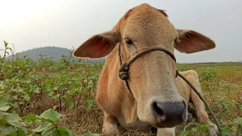 An Indian breed cow from a close-up view Stock Footage 231562629