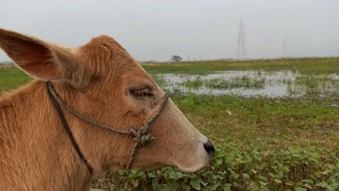 An Indian breed cow from a close-up view Stock Footage 231562643