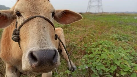 An Indian breed cow from a close-up view | Stock Video | Pond5