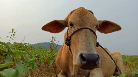 An Indian breed cow from a close-up view Stock Footage 231562645