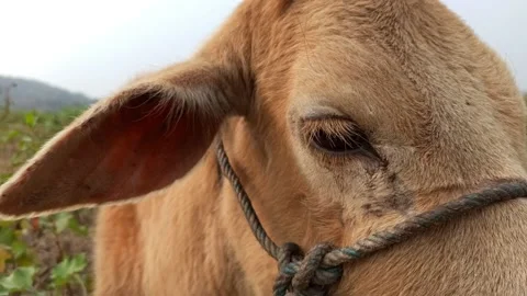 An Indian breed cow from a close-up view Stock Footage 231562695