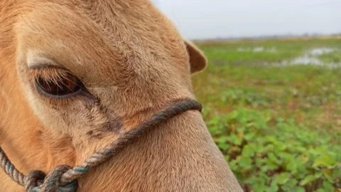 An Indian breed cow from a close-up view Stock Footage 231562721