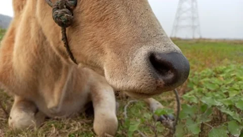 An Indian breed cow from a close-up view Stock Footage 231562727