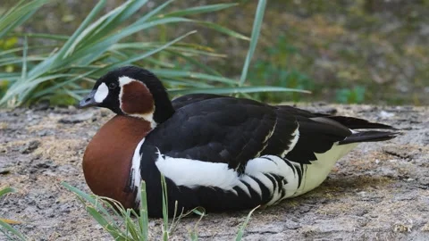 An Indian Brown duck resting Video stock 244346769