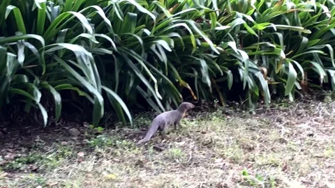 Indian brown mongoose Stock Footage 95682321