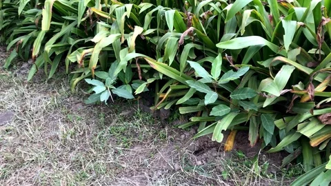 Indian brown mongooses Stock Footage 95680537