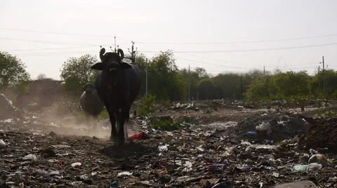 Indian buffalo  Stock Footage 62529795