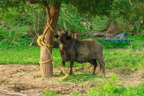 Indian buffalo looking camera side view, indian black water buffalo or domest Stock Photos