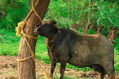 Indian buffalo looking camera side view, indian black water buffalo or domest Stock Photos