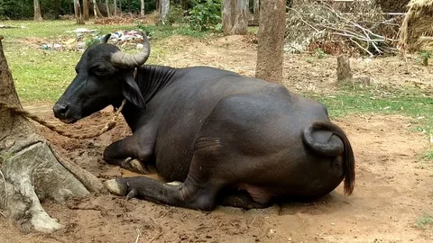 Indian Buffalo at Village Stock Footage 109607053