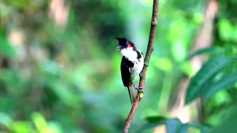 Indian Bulbul Bird Stock Footage 290855117