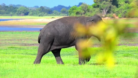 Indian bull elephant on the move. Stock Footage 321476596